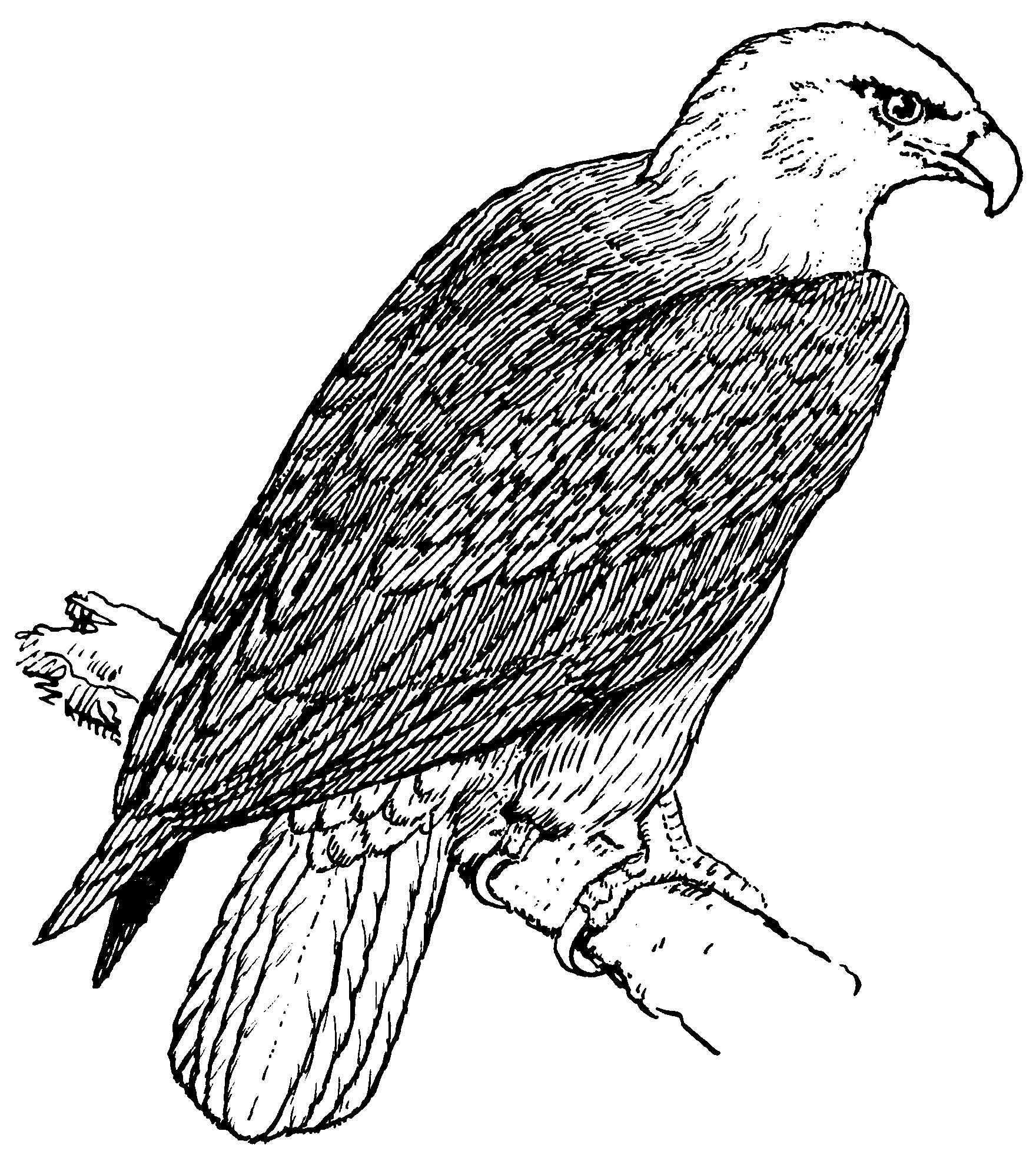 eagle mascot coloring pages - photo #39