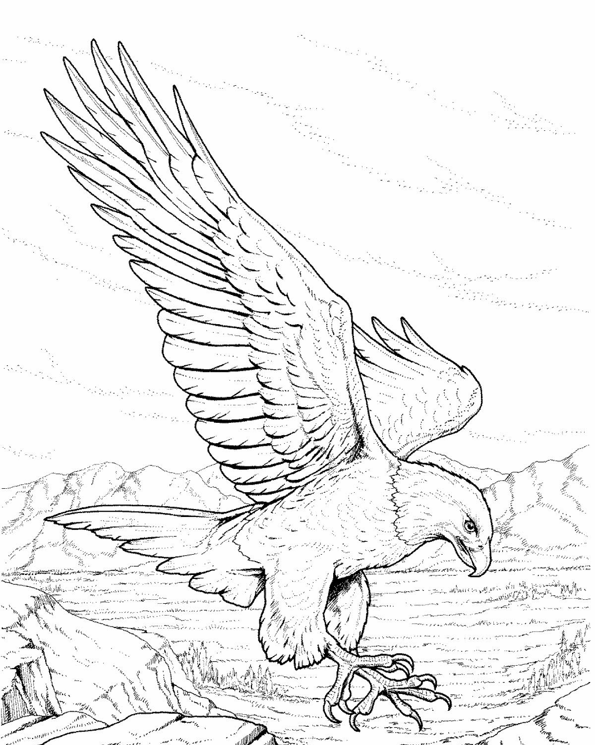 eagle coloring pages printable - photo #50