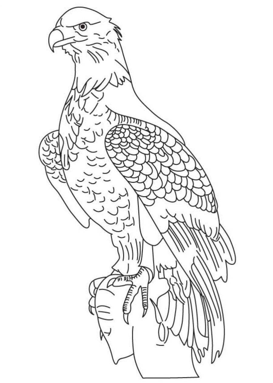 Coloring-Page-of-Bald-Eagle | Eagle coloring pages, American bald eagle
