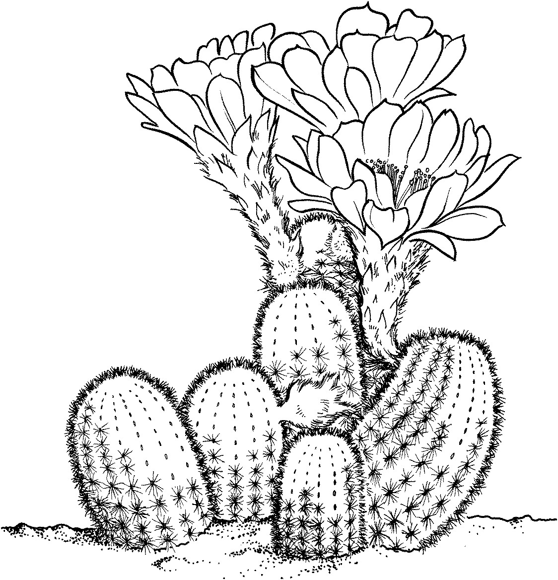 cactus coloring pages plants - photo #8