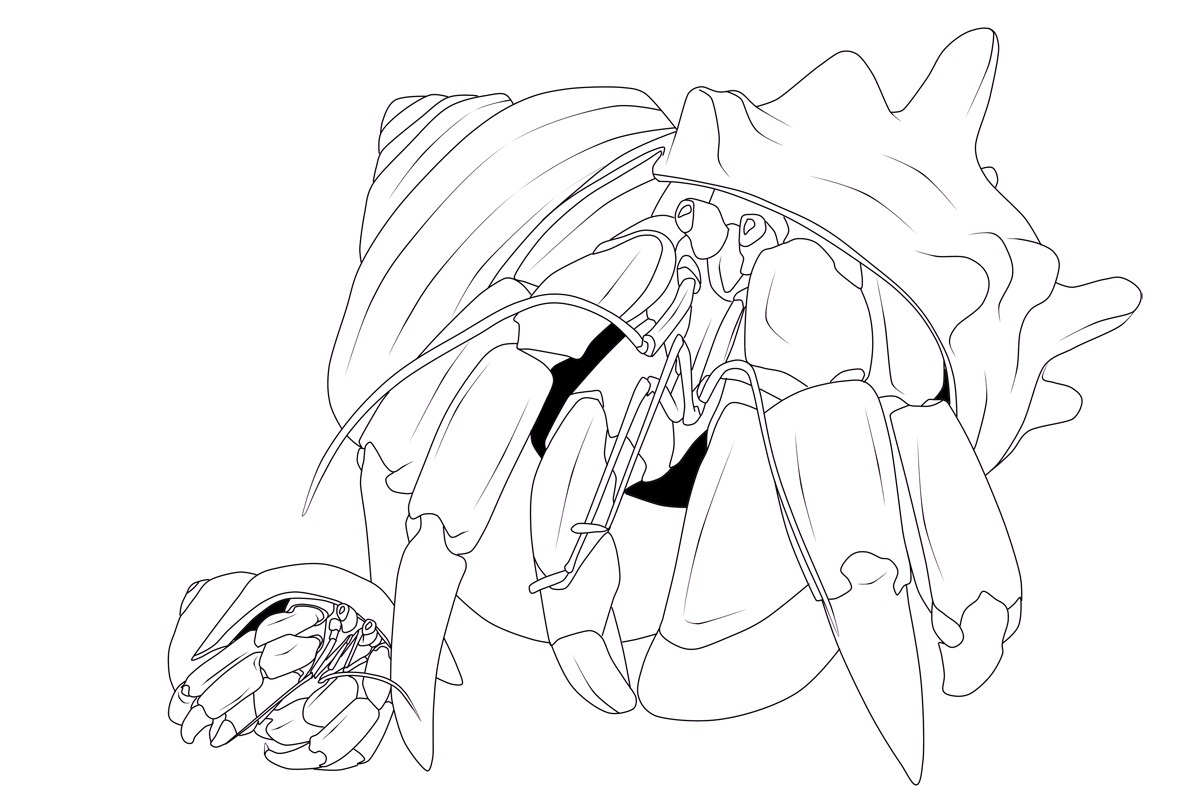 a home for hermit crab coloring pages - photo #30