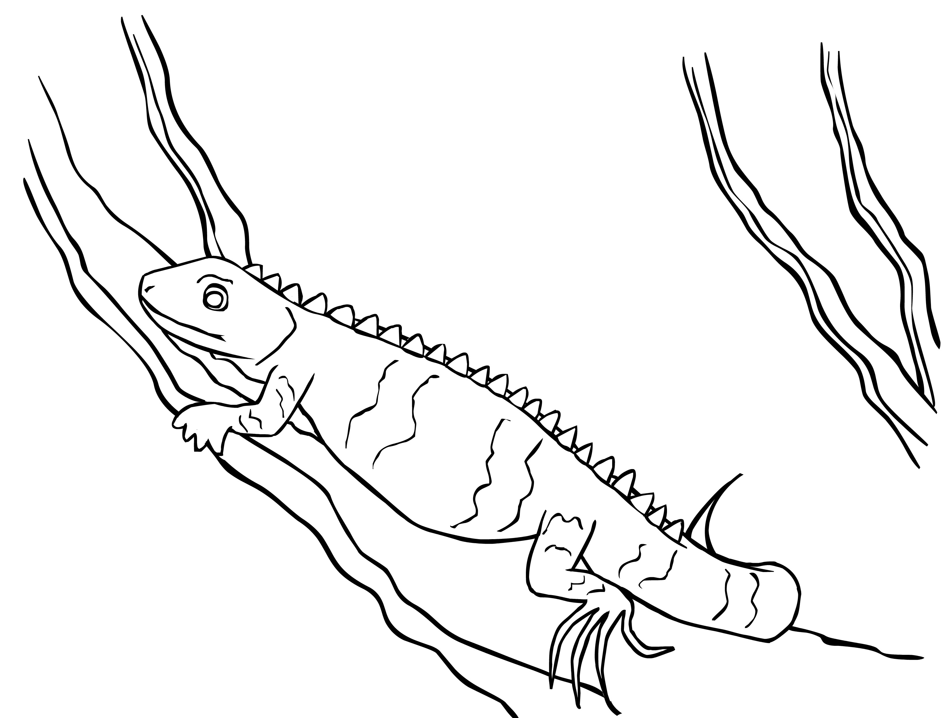 iguana coloring pages to print - photo #17