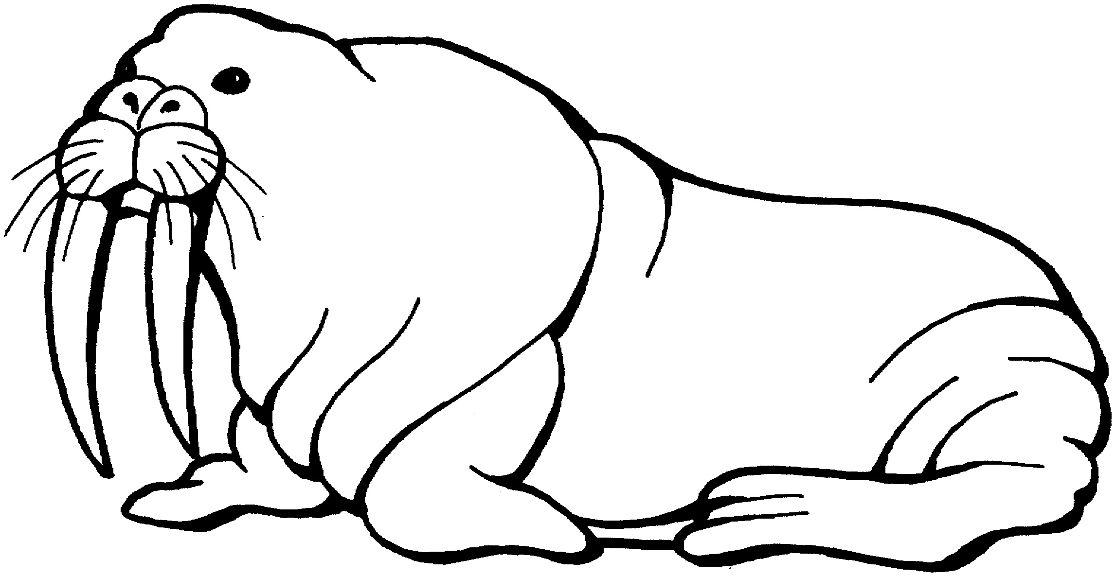 walrus coloring pages - photo #8