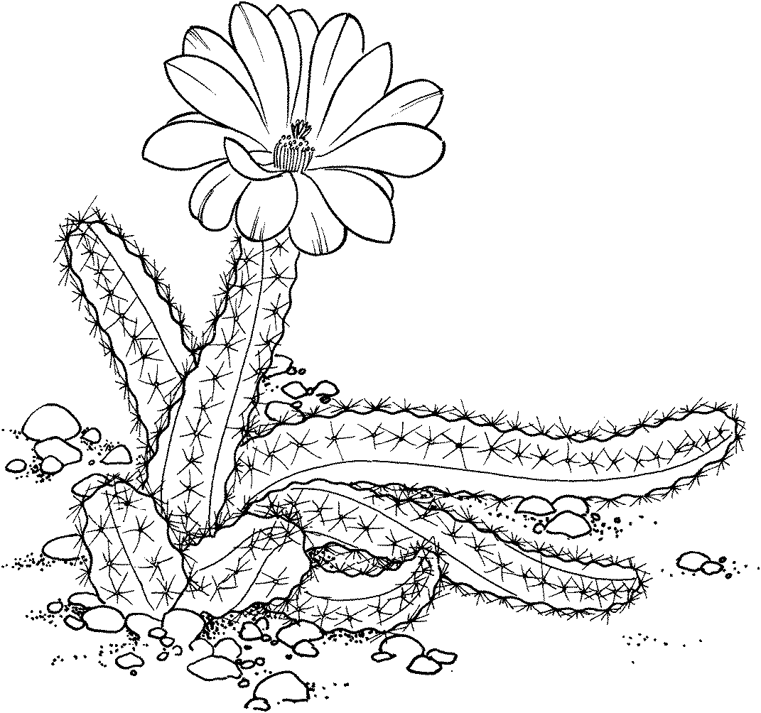 cactus coloring pages plants - photo #12