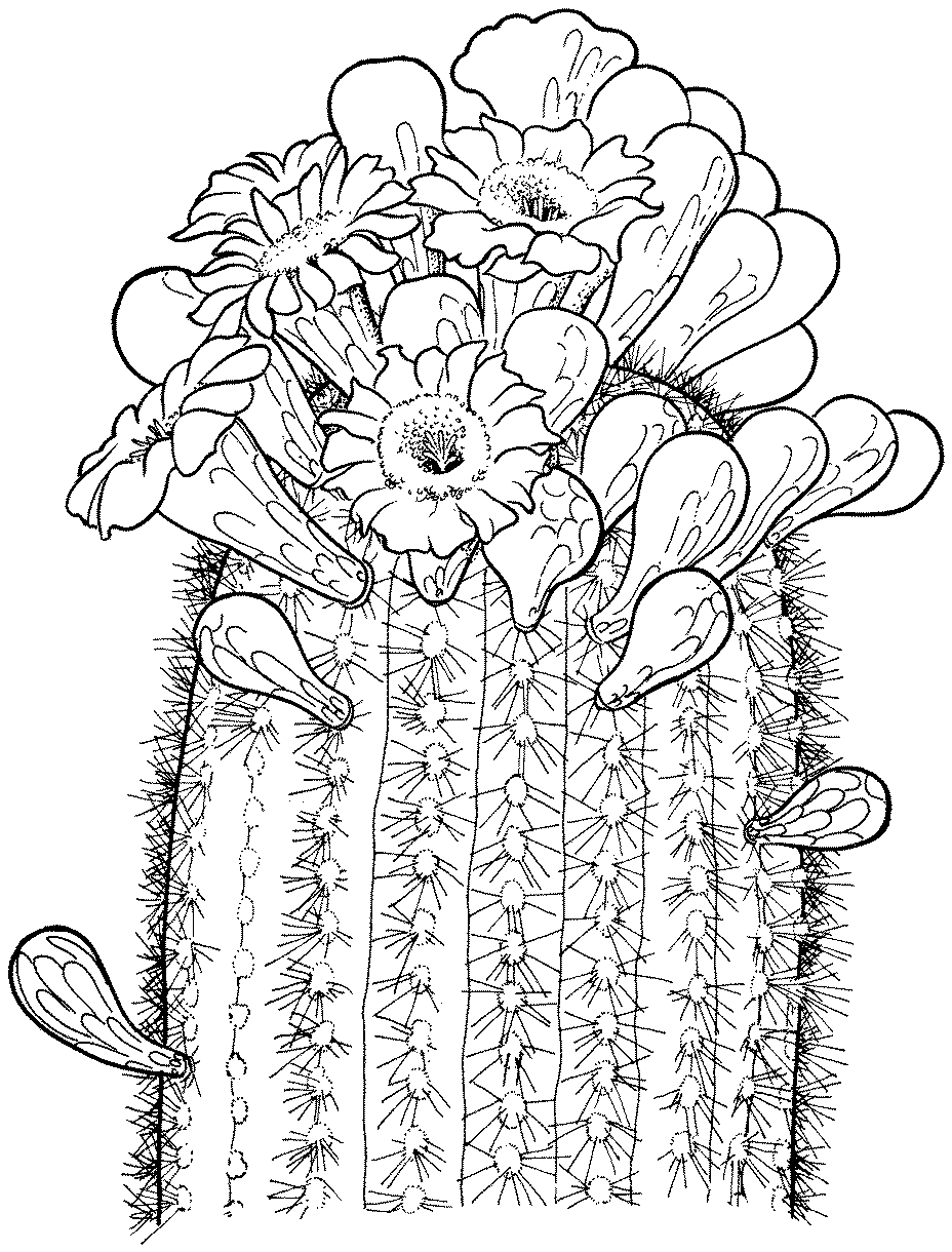cactus coloring pages plants - photo #3