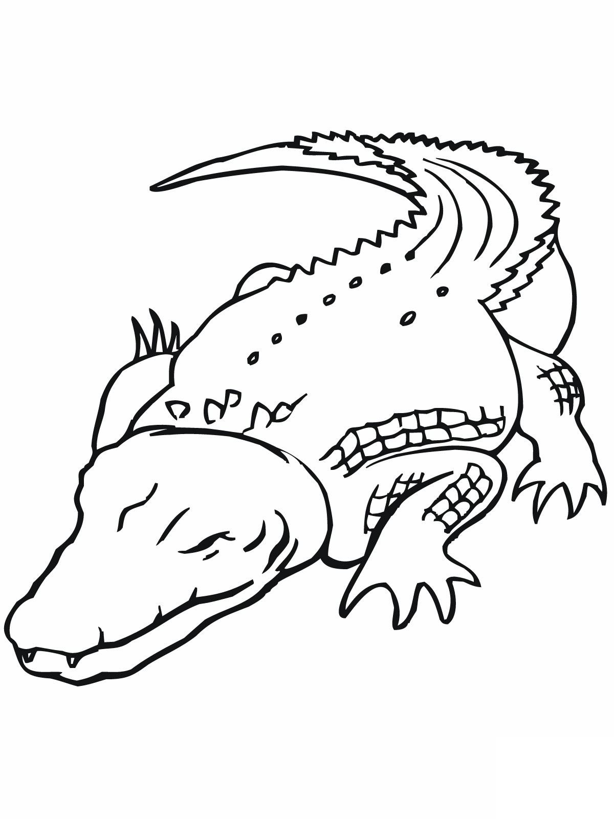 uf gators coloring pages - photo #49