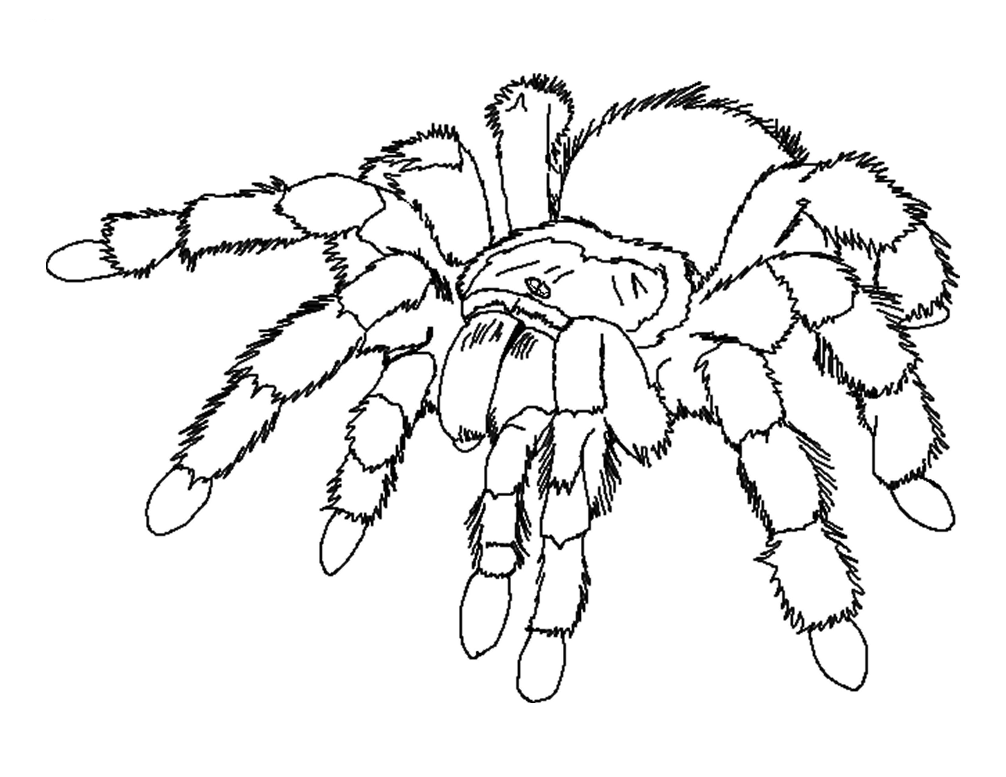 Printable Spider Coloring Pages | ColoringMe.com