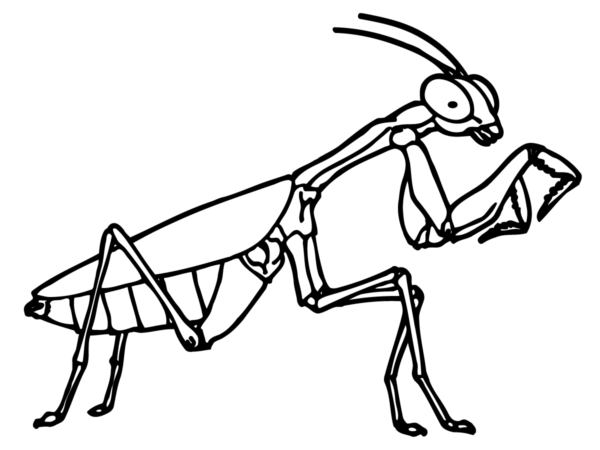 mantis coloring pages - photo #20