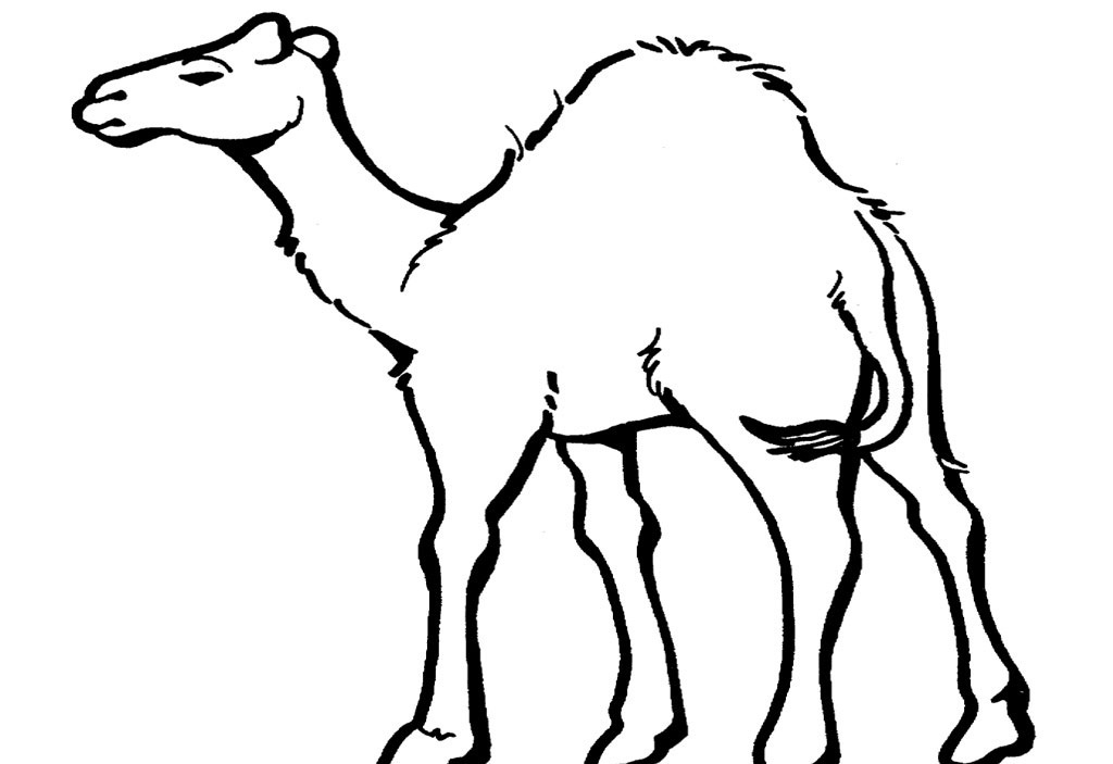 camel pages for coloring - photo #2