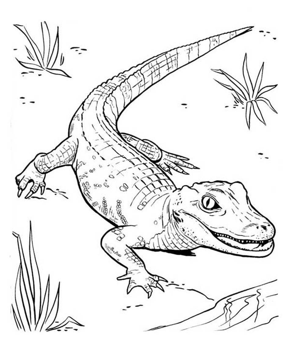 Baby Alligator Coloring Coloring Pages
