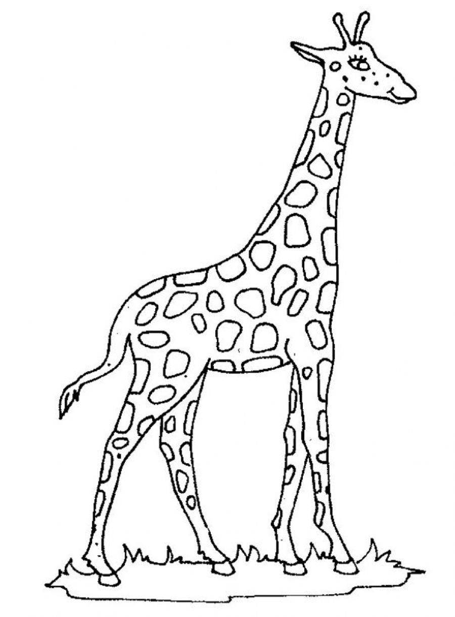 giraffe outline for coloring pages - photo #29