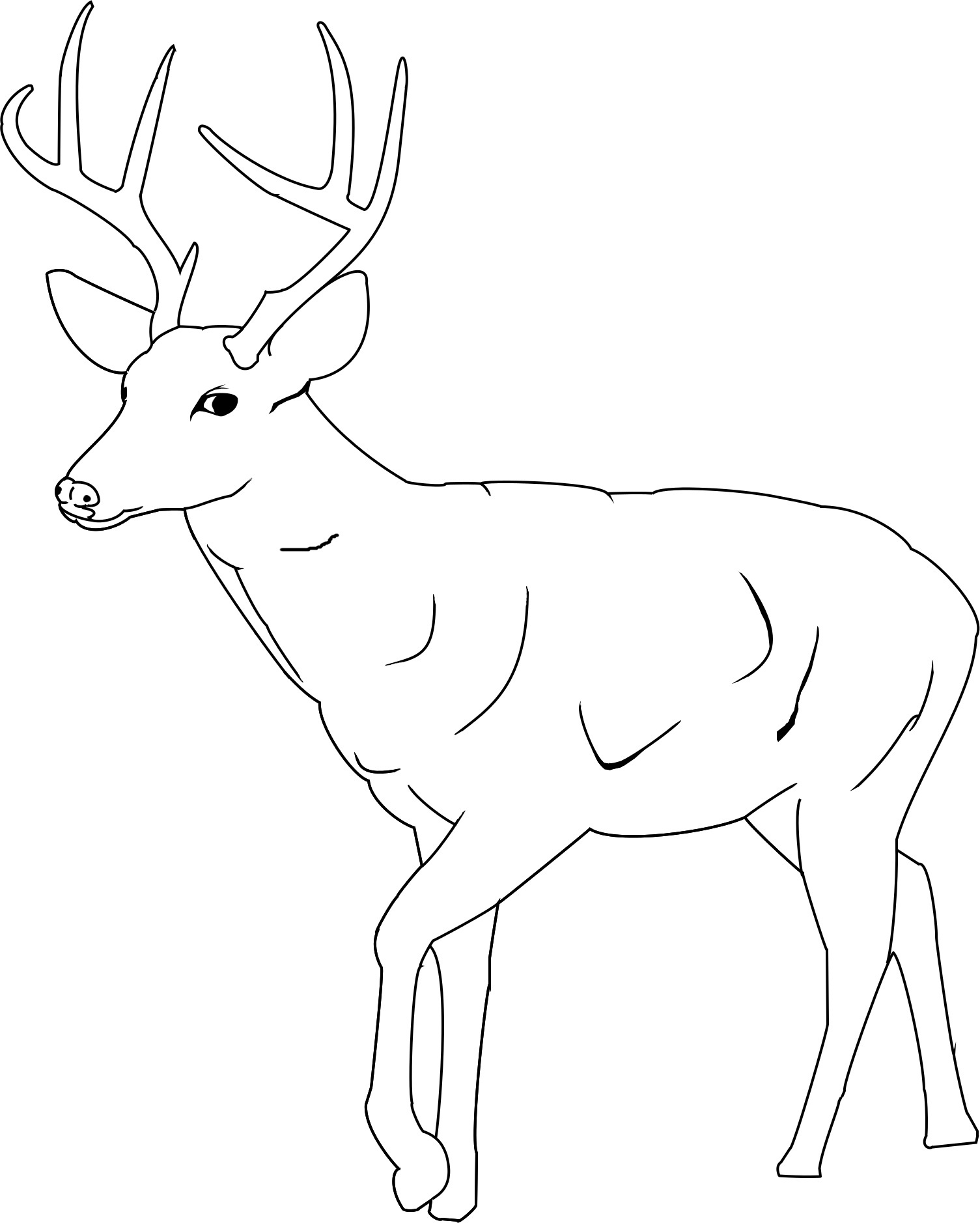 Deer Coloring Pages - Kidsuki