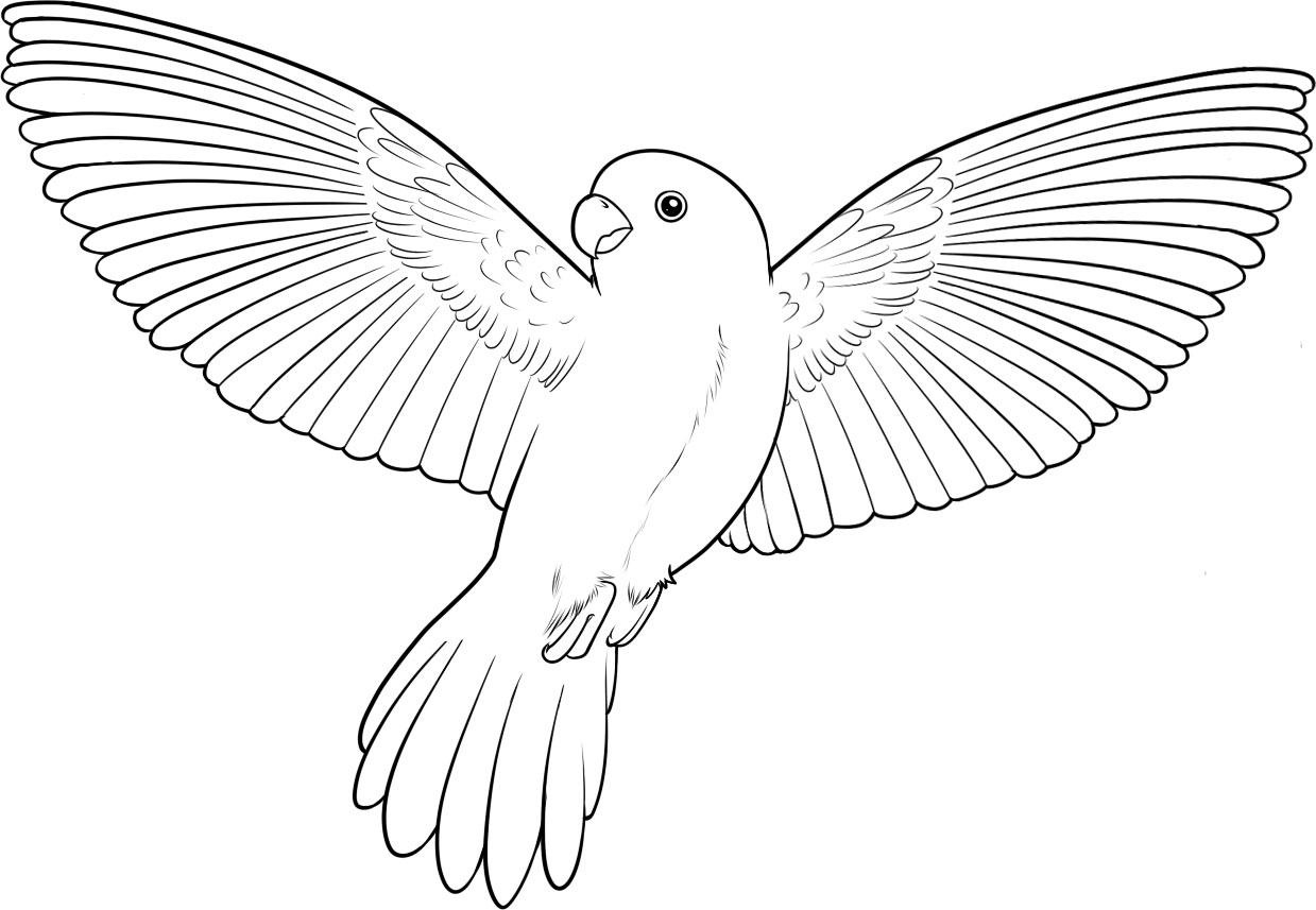 macaw bird coloring pages - photo #45