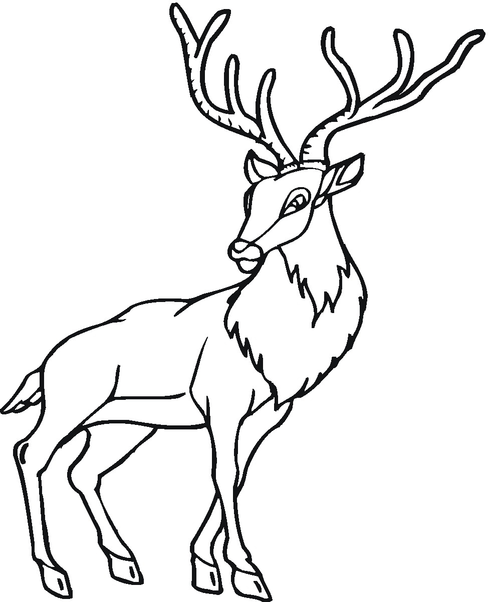 Printable Deer Coloring Pages | ColoringMe.com