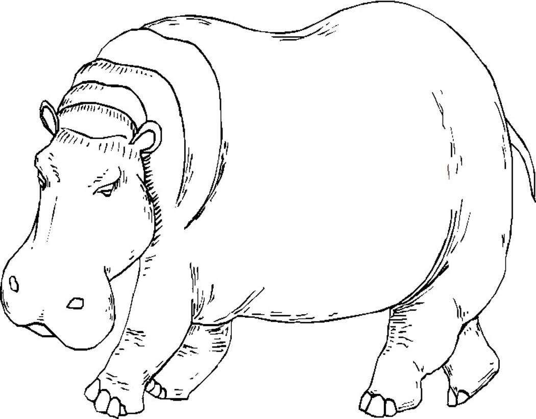 hippopotamus coloring pages  kidsuki