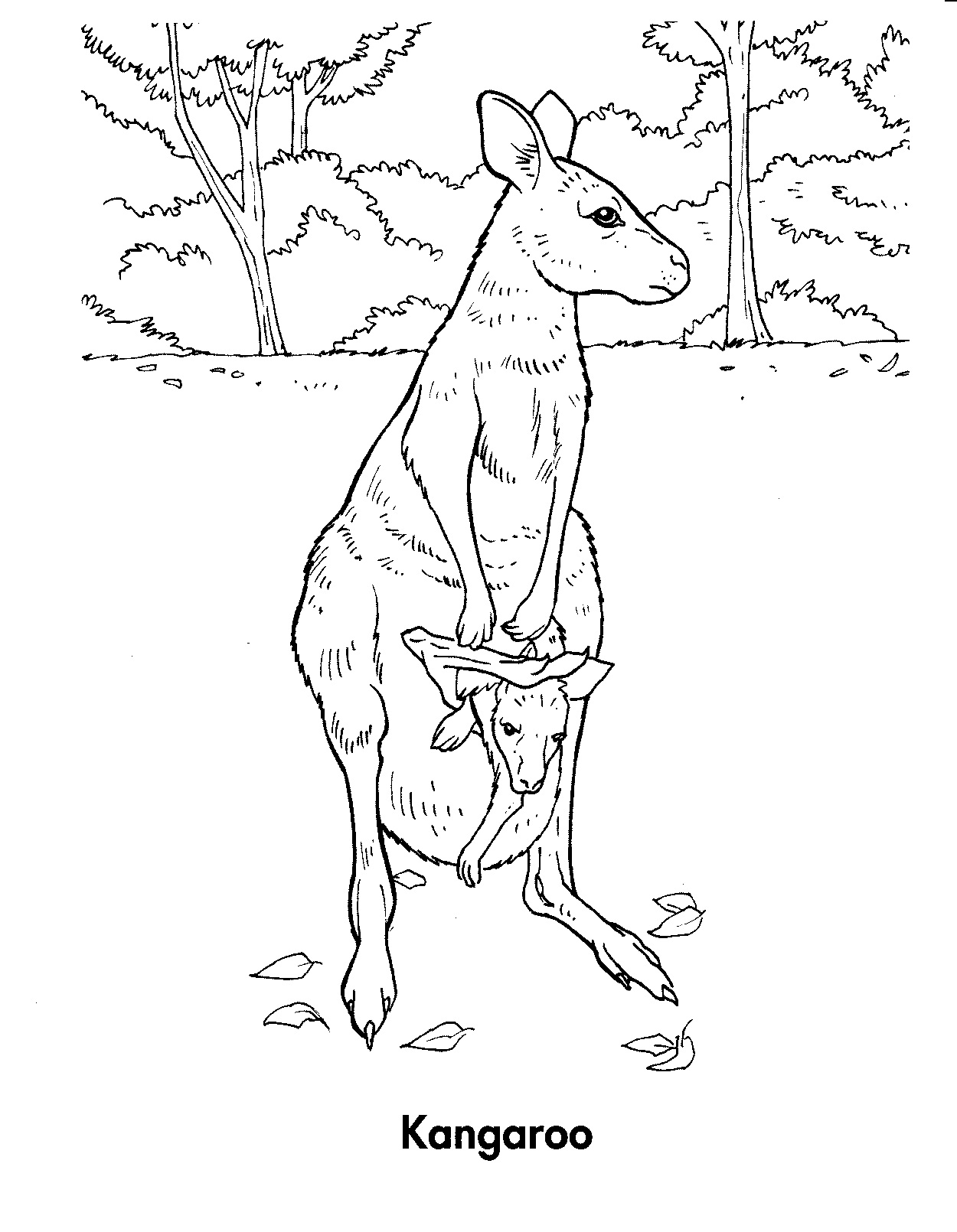 kangaroo boxing coloring pages - photo #20