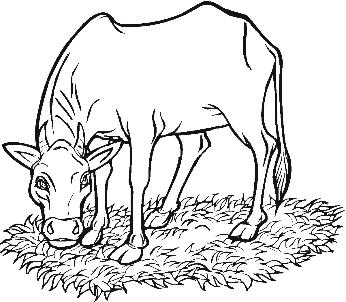 Cow Coloring Sheets
