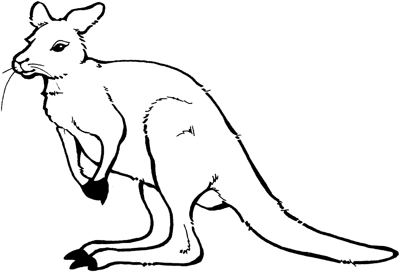 kangaroo boxing coloring pages - photo #36