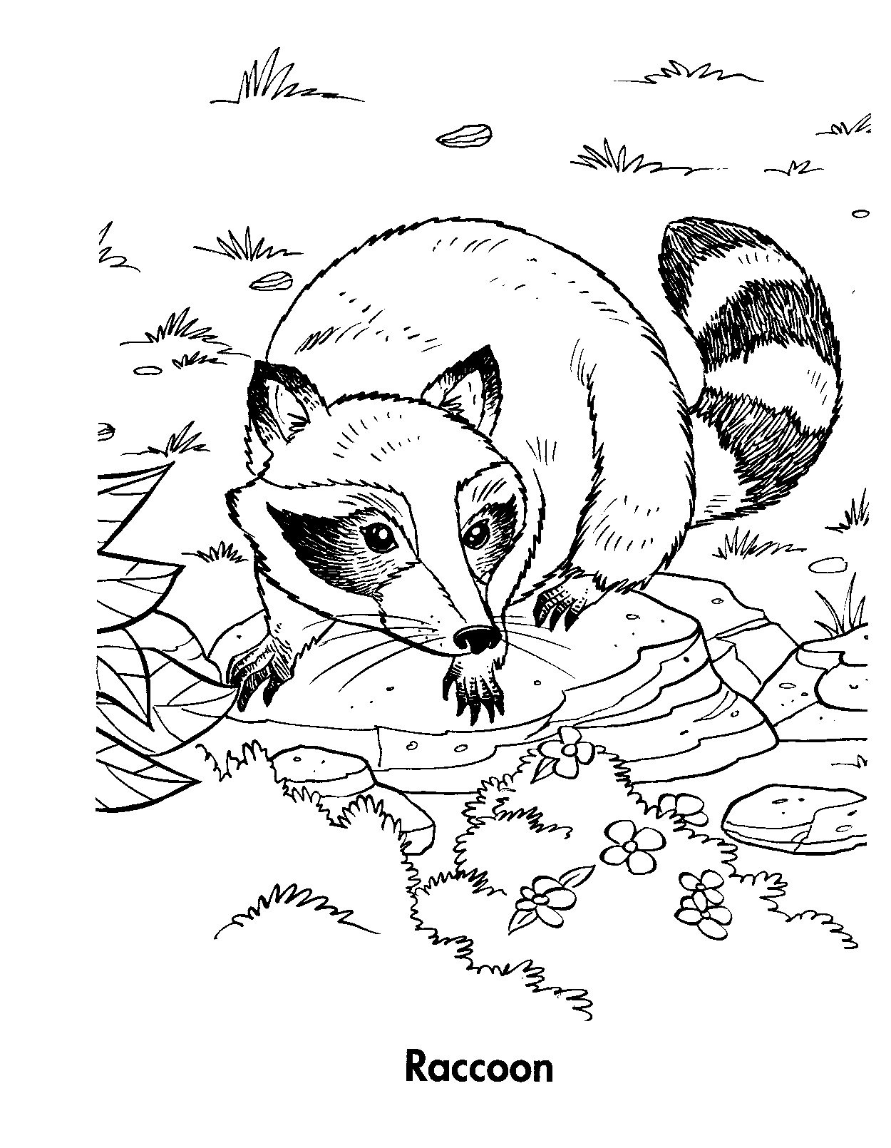 racoon in a tree coloring pages - photo #40