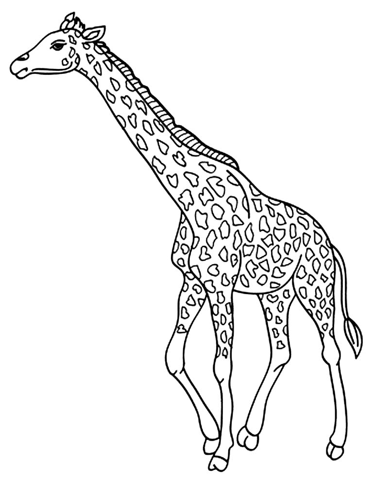 Giraffes - Free Colouring Pages