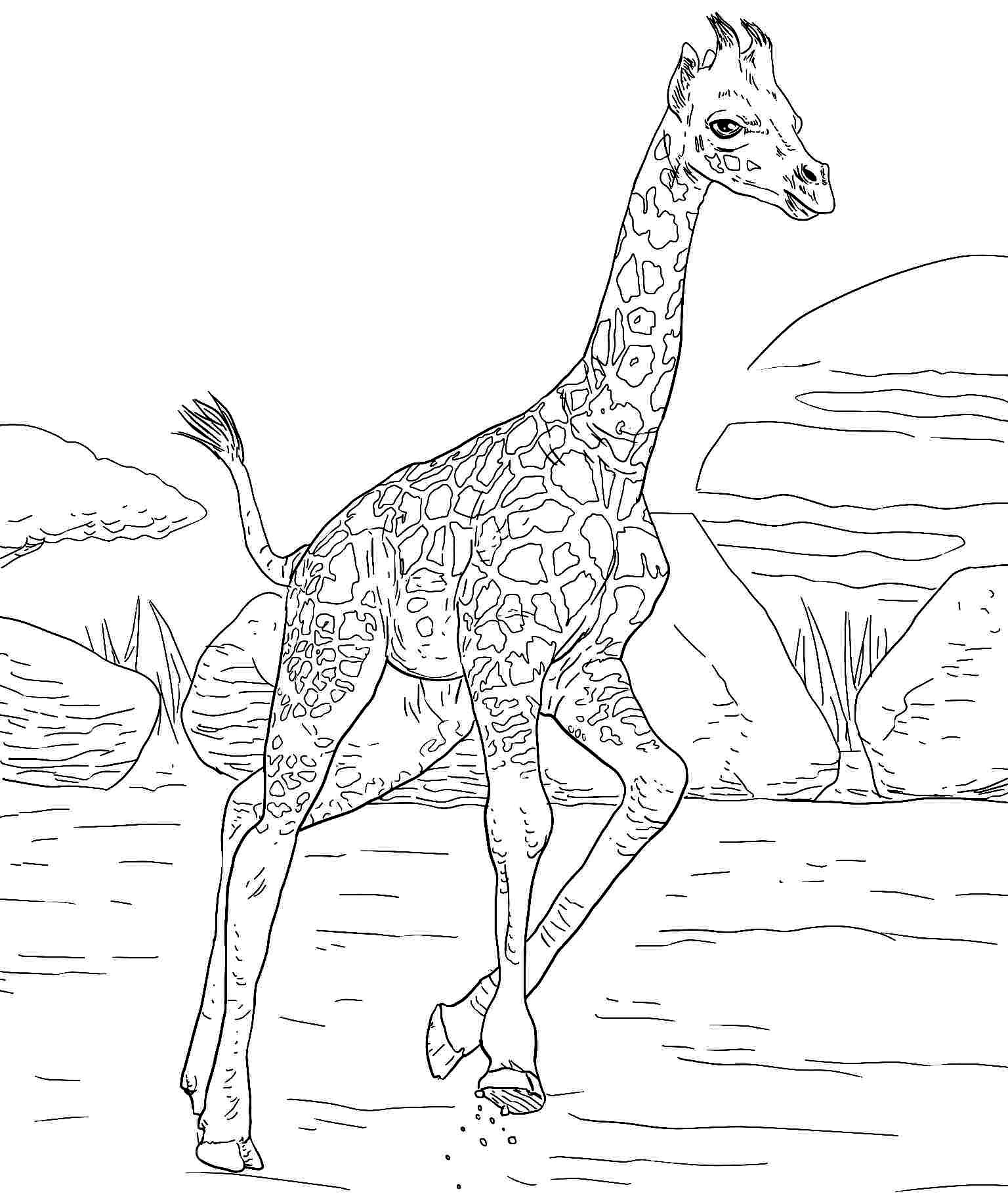 giraffe coloring pages to print out - photo #17