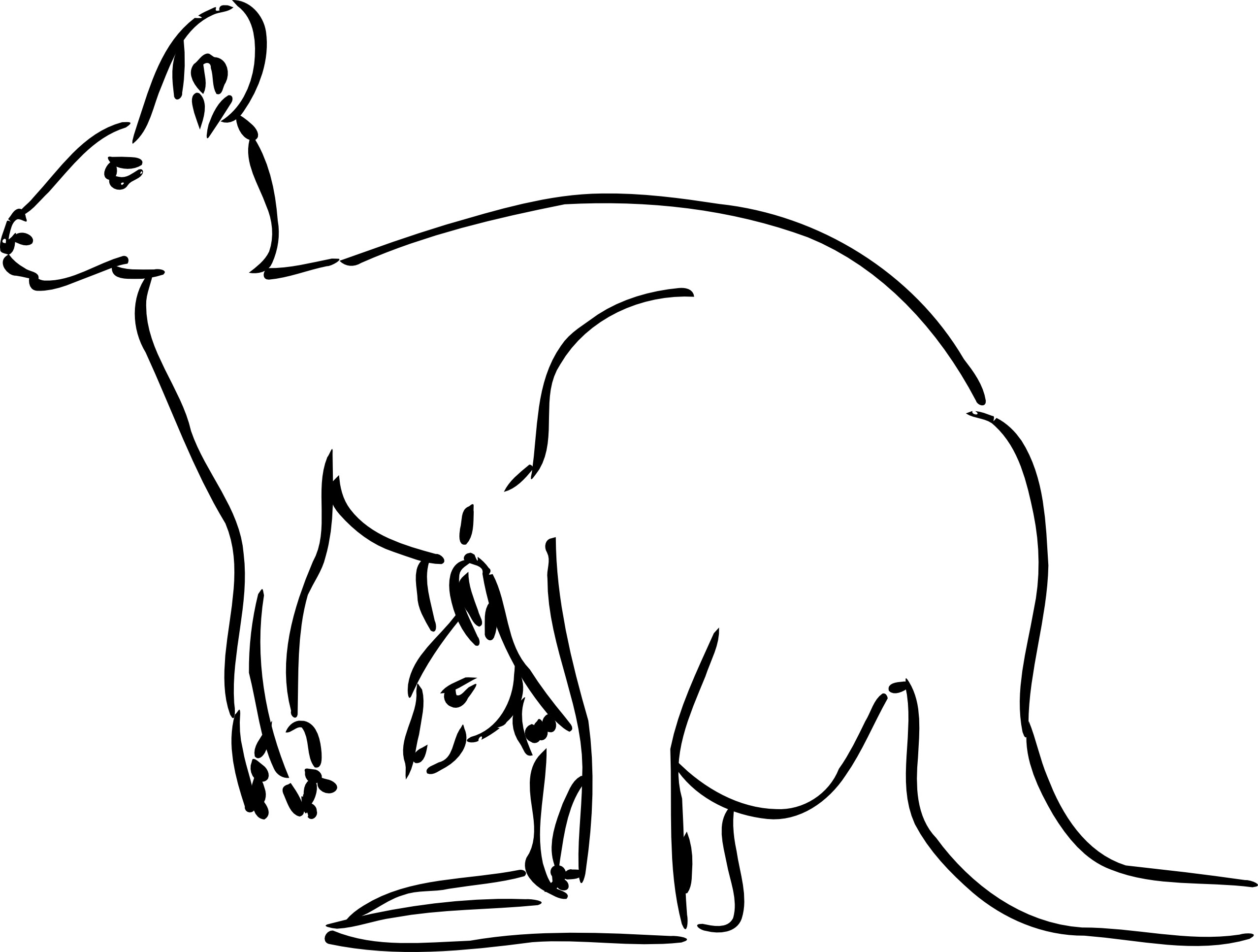 kangaroos coloring pages - photo #33
