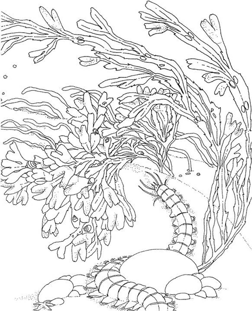 ocean coloring book pages - photo #23
