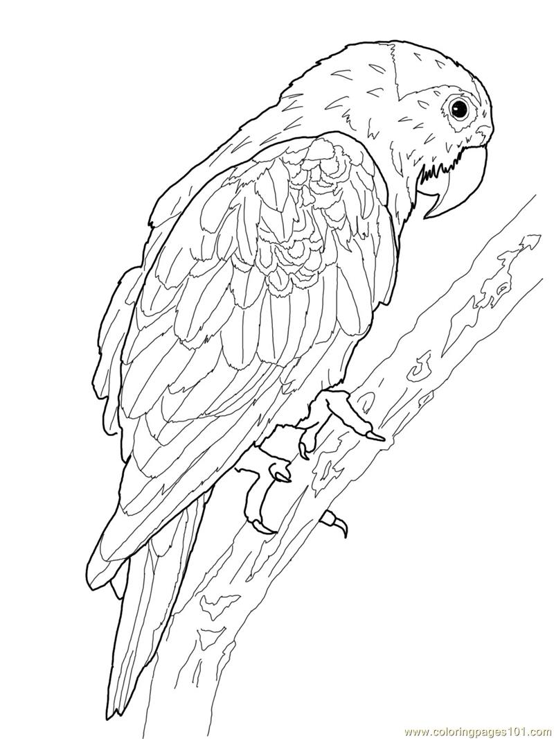 watercolor coloring pages - photo #33