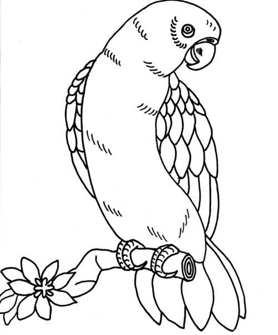 macaw coloring pages - photo #12