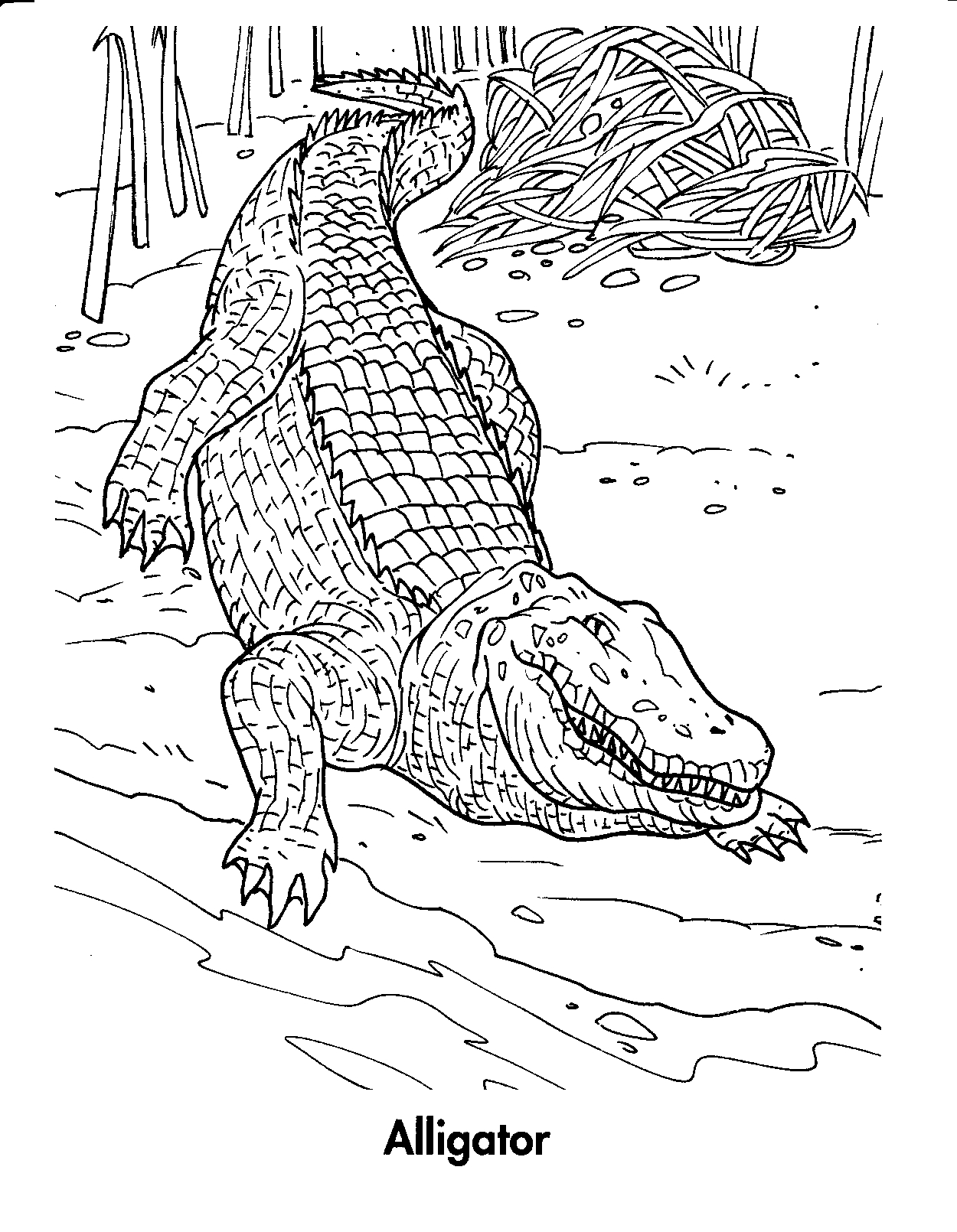 printable-alligator-coloring-pages-coloringme