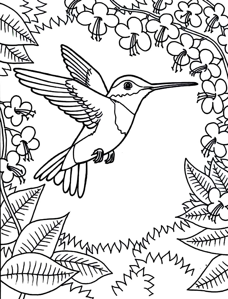 Printable Hummingbird Coloring Pages  Coloring Me
