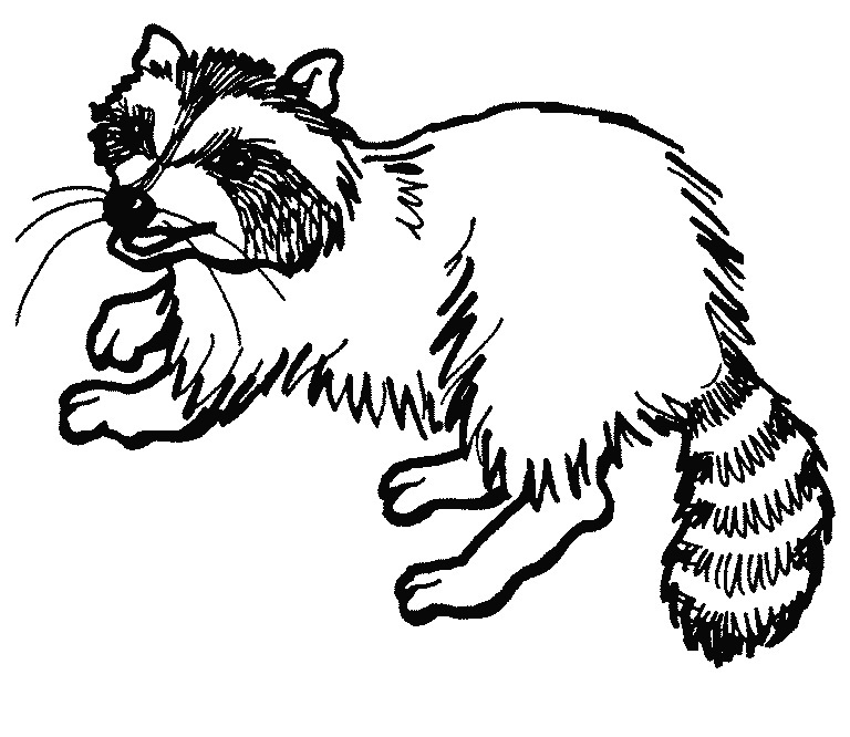 raccoon coloring pages to print out - photo #19