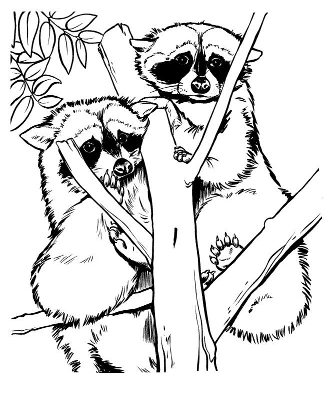 raccoon coloring pages to print out - photo #35