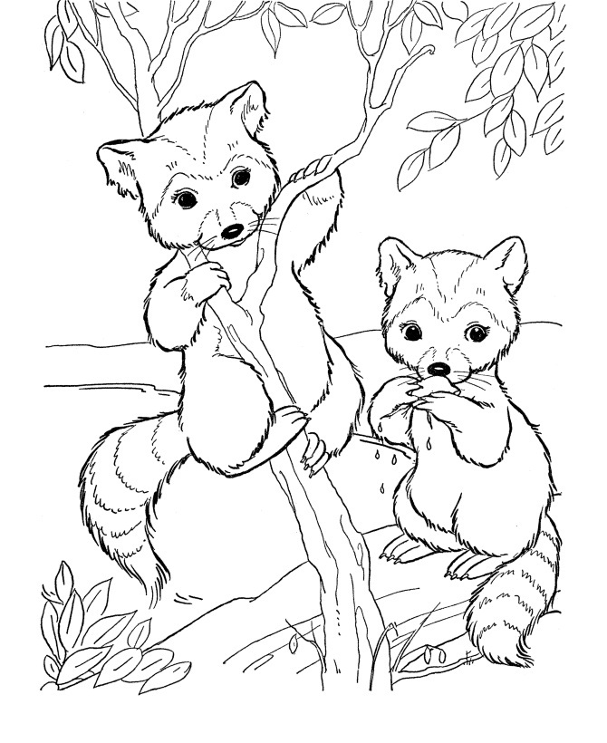 racoon in a tree coloring pages - photo #49