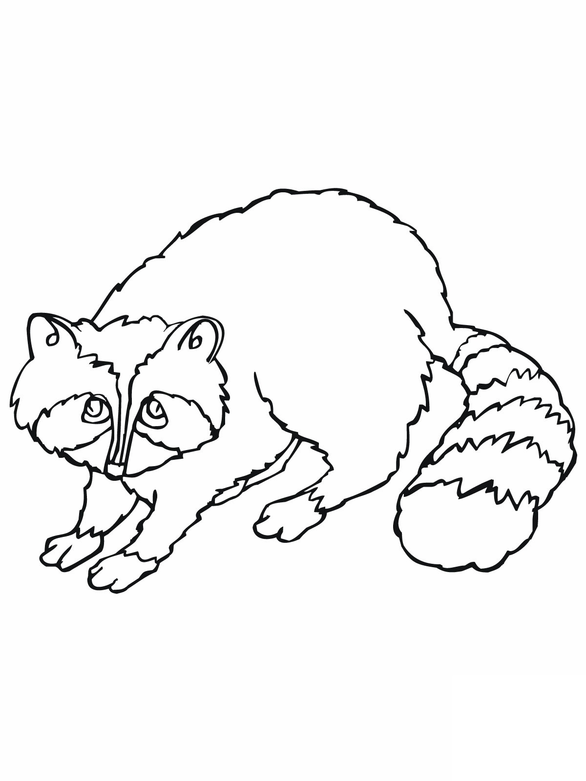 racoon in a tree coloring pages - photo #8