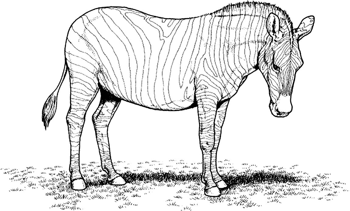 zebra coloring pages free - photo #34