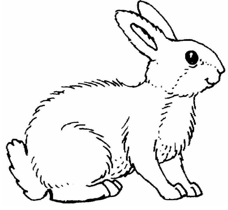rabbit coloring book pages - photo #18