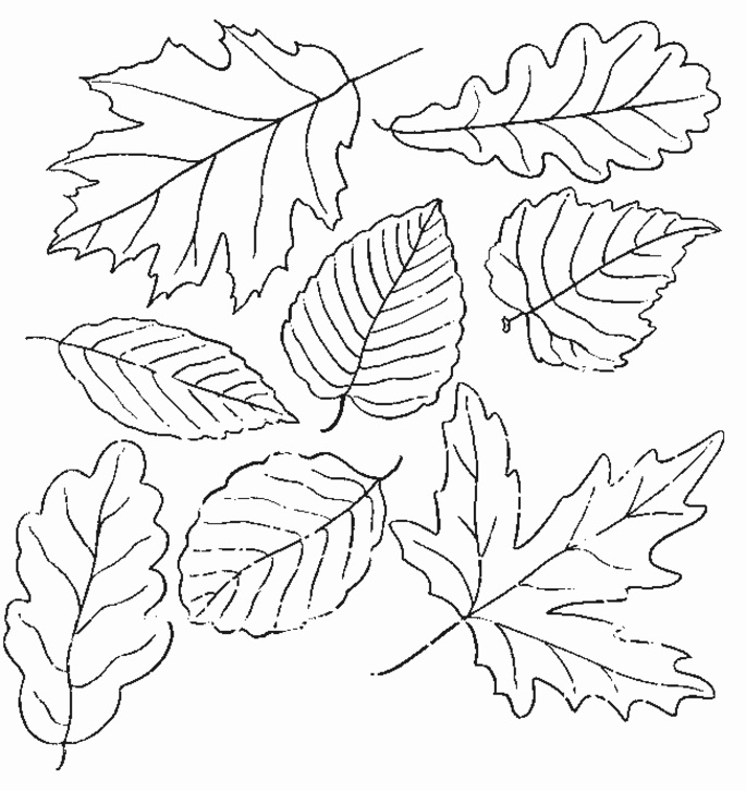 Printable Leaf Coloring Pages | ColoringMe.com