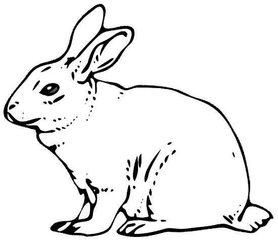 rabbit pictures coloring pages - photo #42