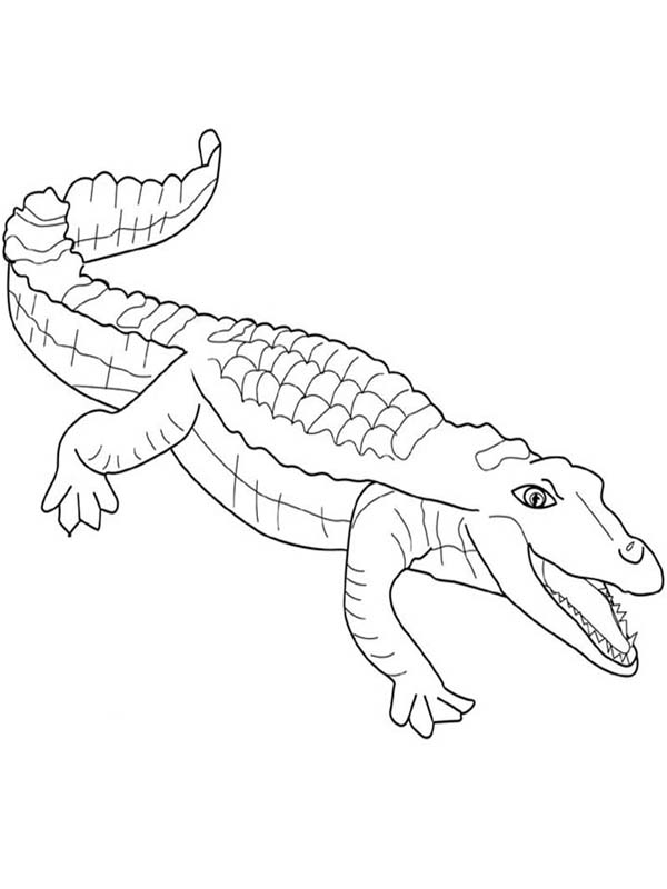 printable coloring pages crocodile - photo #19