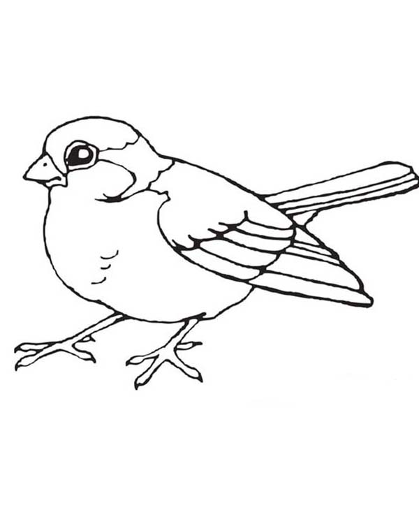 printable-bird-coloring-pages-coloringme