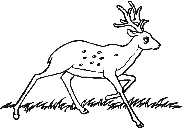 baby forest animals coloring pages - photo #31