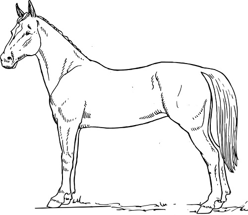 free coloring pages online horses - photo #18