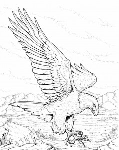 Bald Eagle Coloring Pages Printable