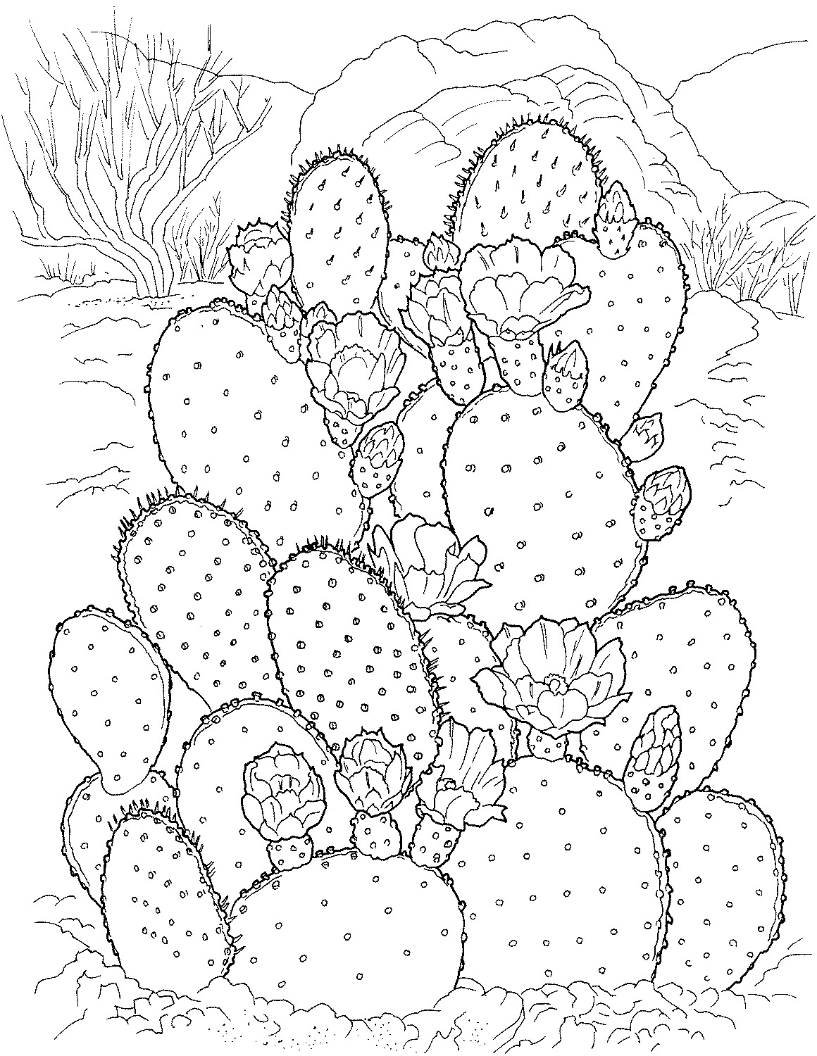 Printable Cactus Coloring Pages