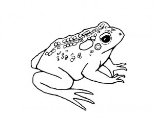 Frog and Toad Coloring Pages