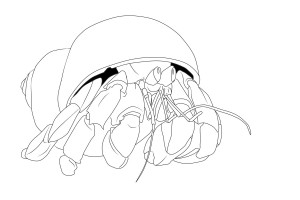 Hermit Crab Coloring Page