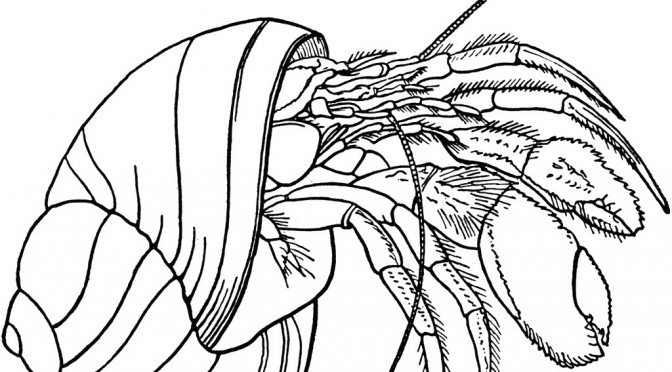 Printable Hermit Crab Coloring Pages
