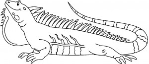Iguana Coloring Pages Free