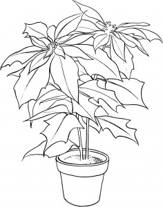 Poinsettia Coloring Pages